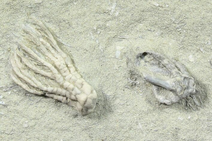 Fossil Crinoid & Small Fossil Starfish - Crawfordsville, Indiana #78300